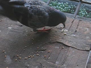 mid-Pigeon_wheat_eating_320x240_2099kbps_ogv.jpg - 16620 Bytes