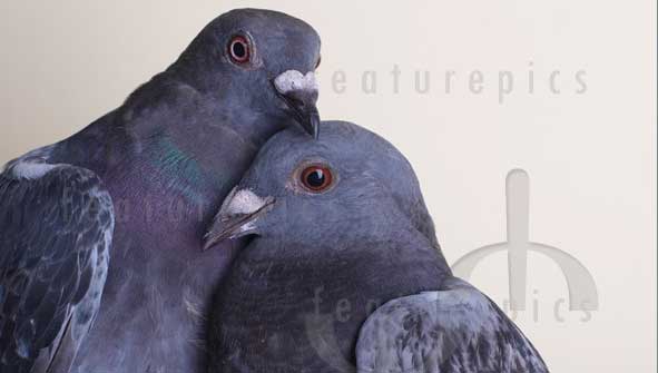 pigeons.jpg - 15982 Bytes