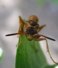 wasp.jpg - 6249 Bytes